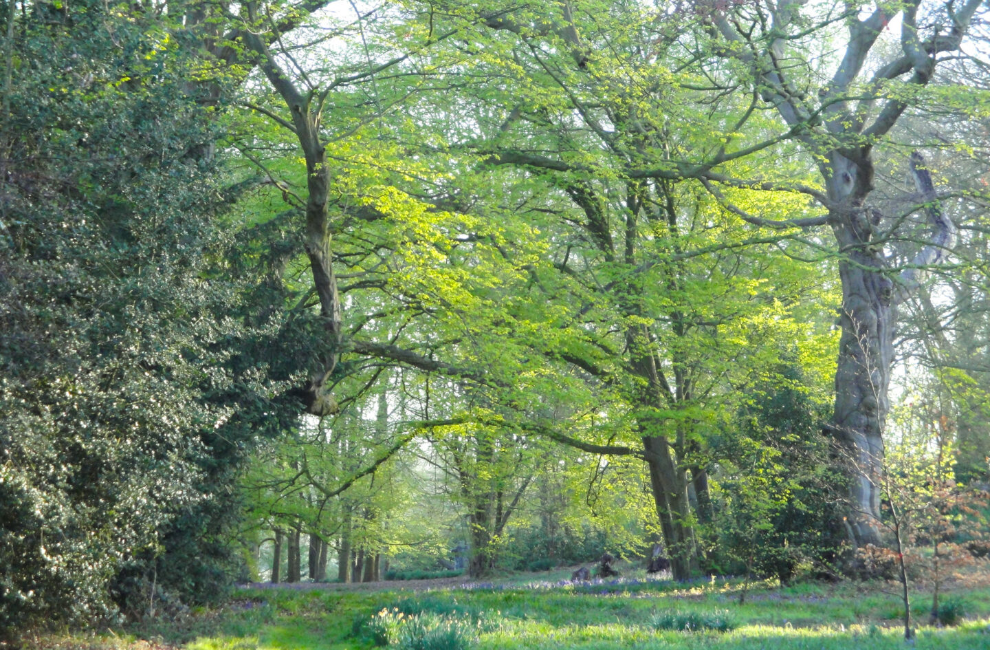 Woodland walks combermere abbey cheshire