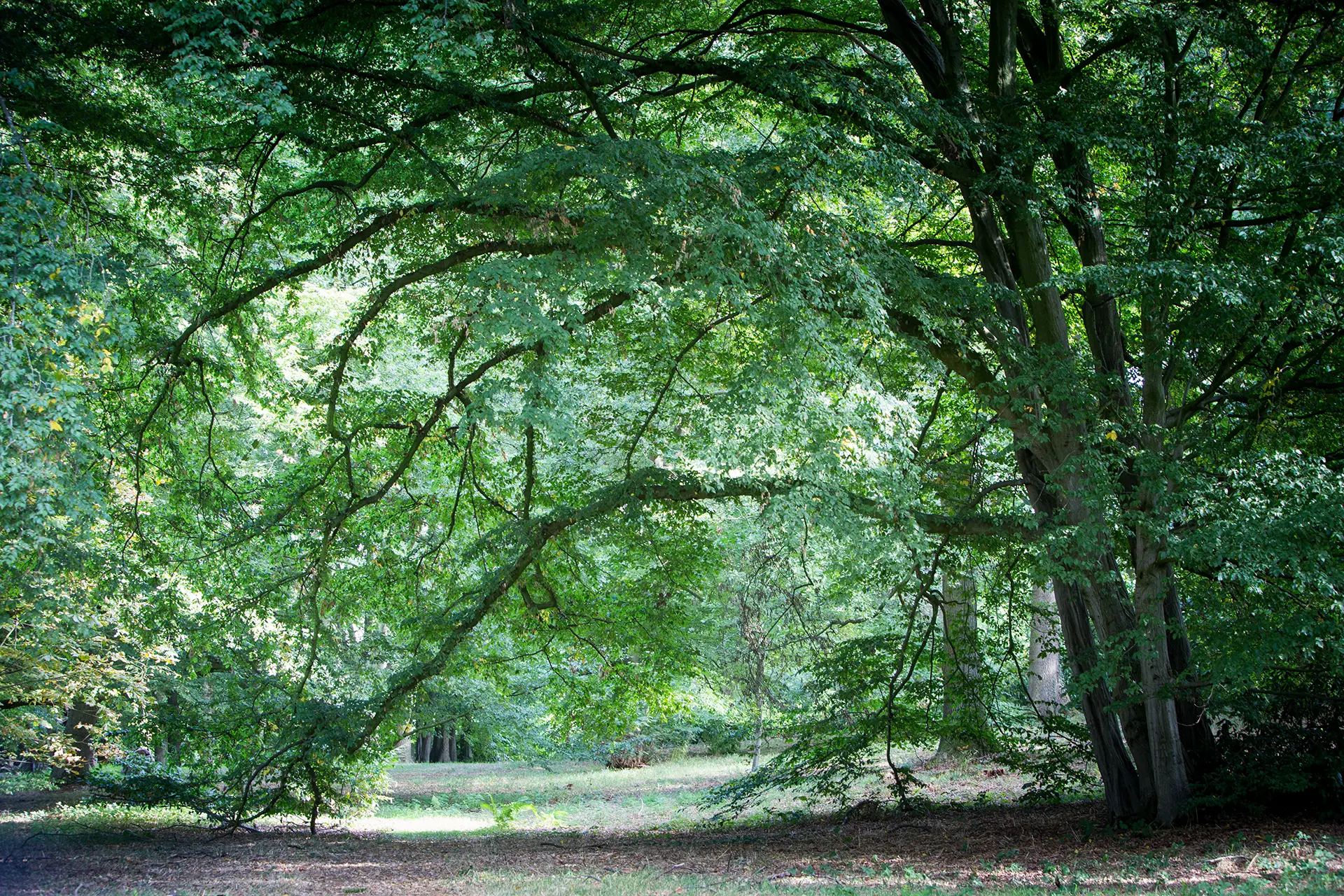 Combermere Abbey Ancient Woodlands sustainability statement