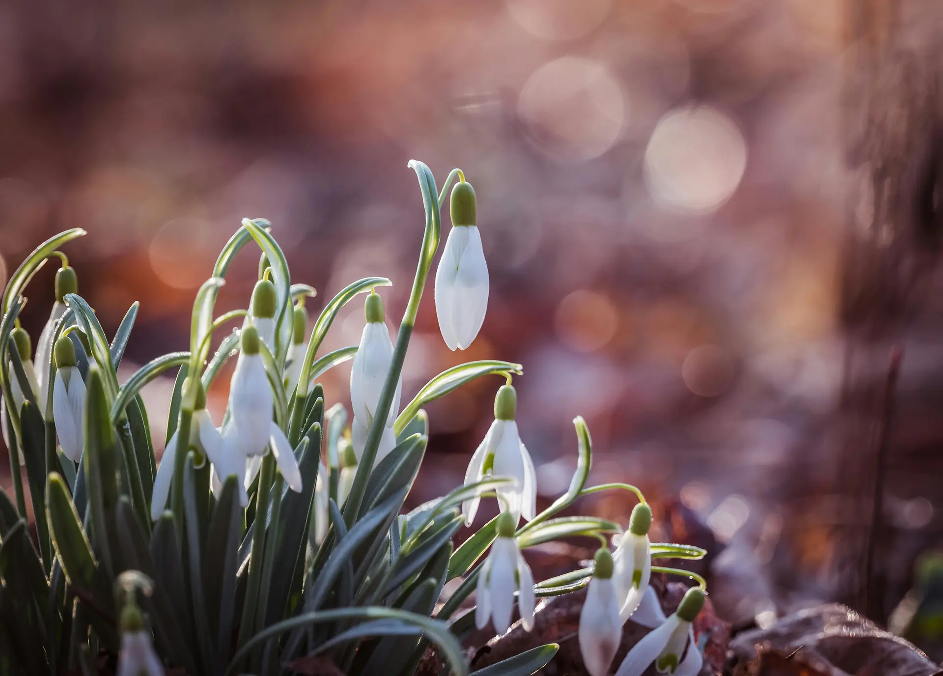 Combermere Abbey snowdrops