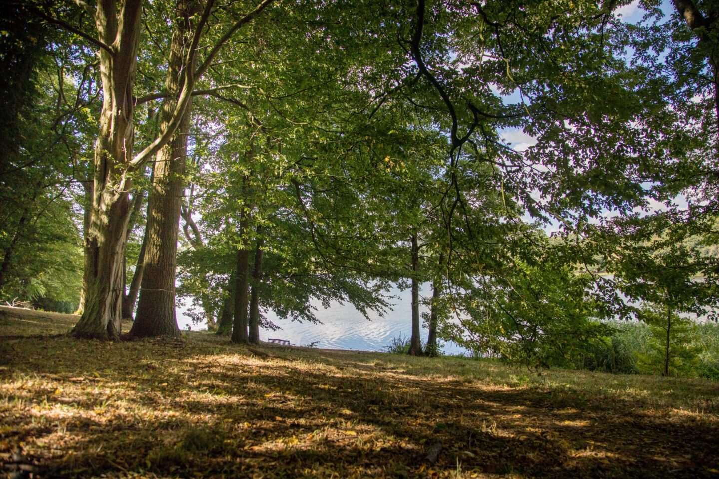 Autumn in the Garden Wood with a view to the lake