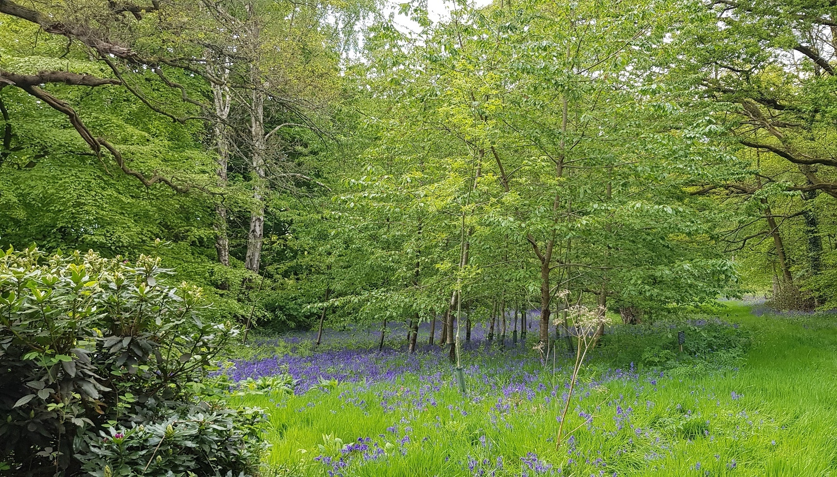 Sustainable bridal grove at Combermere Abbey