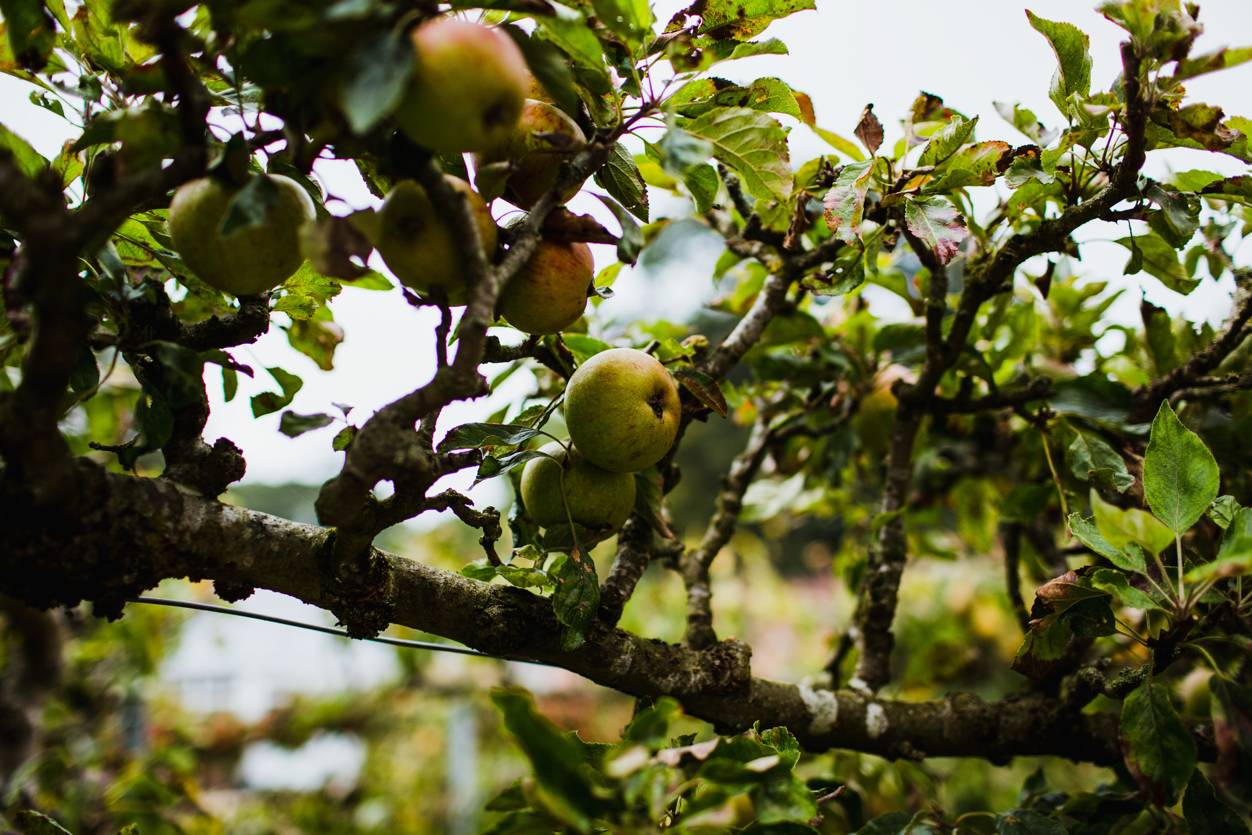 Fruit tree maze at Combermere Abbey