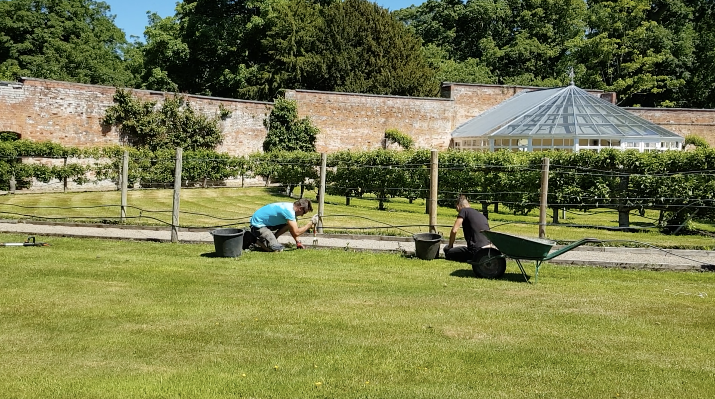 Tending to the fruit tree maze at Combermere Abbey