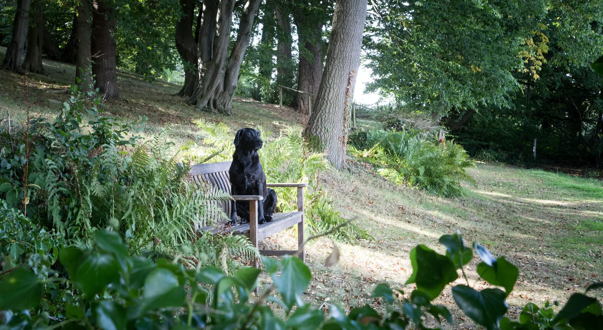 Combermere Abbey dog policy