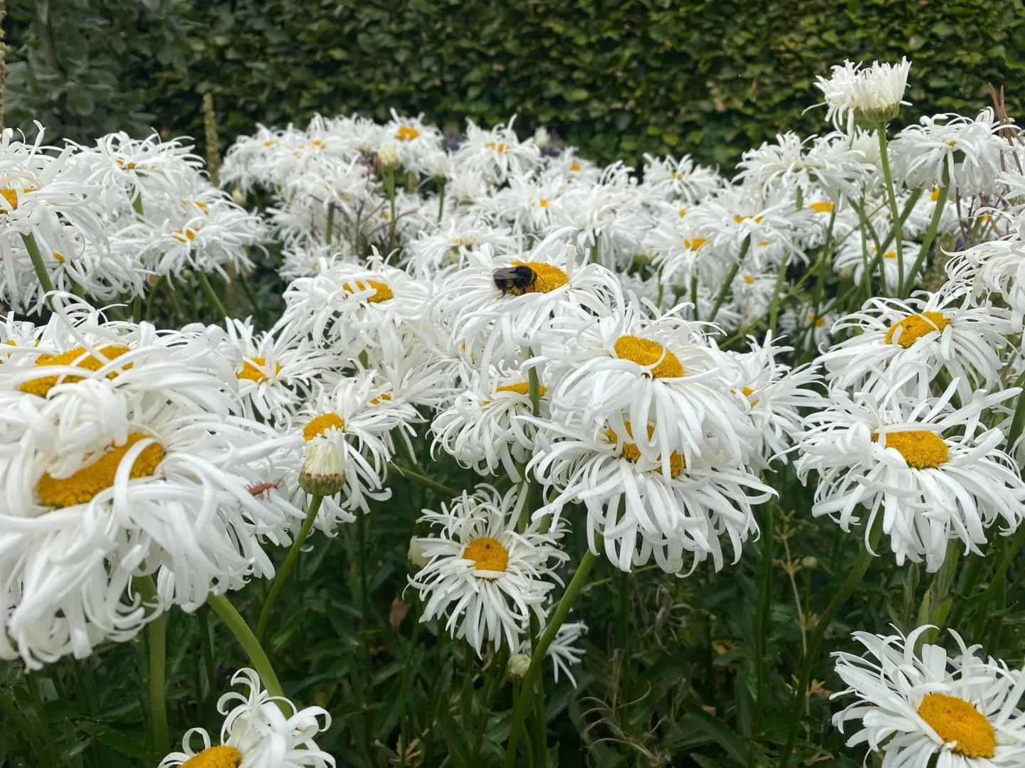 Combermere Abbey Gardens