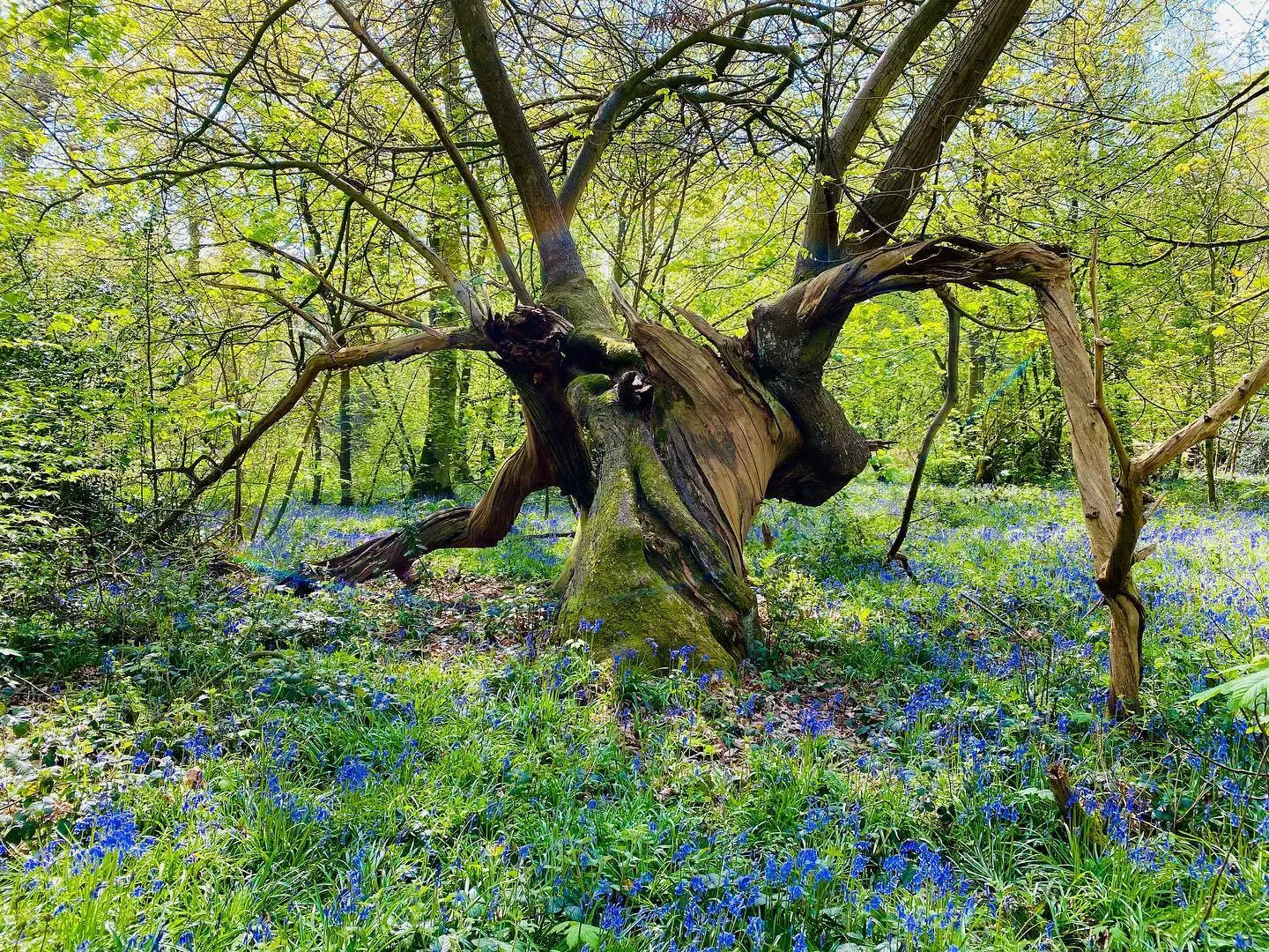 Comberemere_Abbey_Sarah Callander Beckett