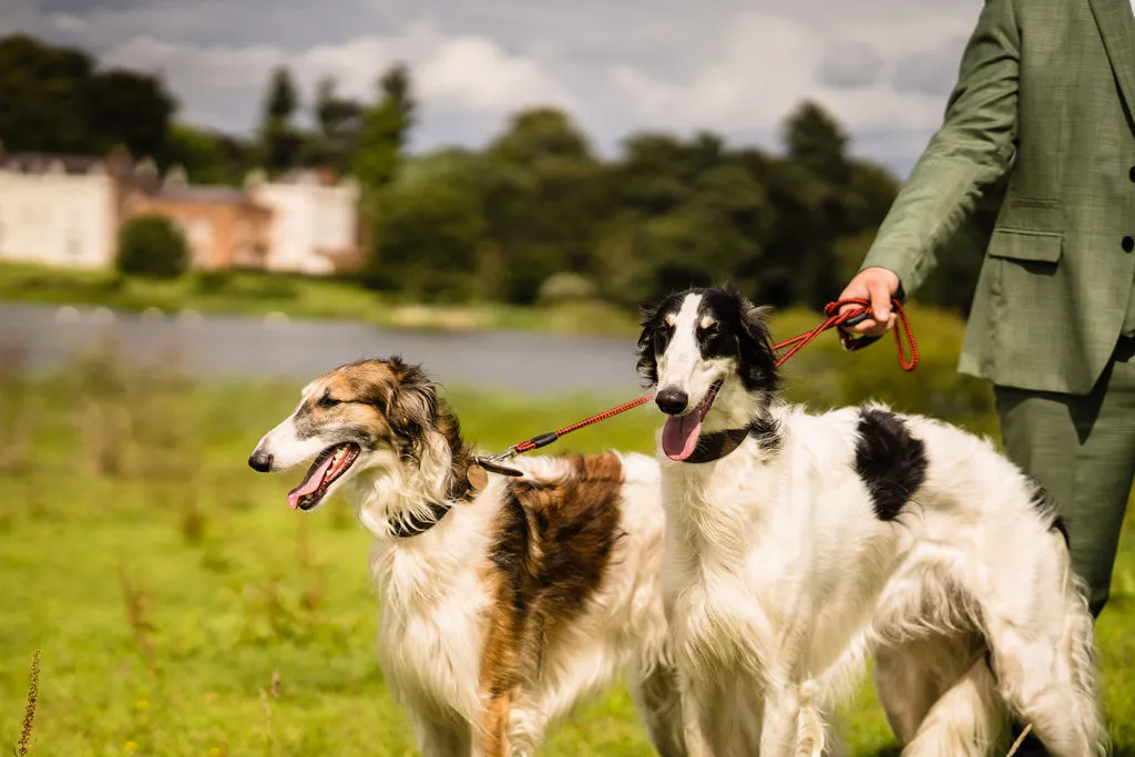 Image_of_dogs_charlotte_giddings
