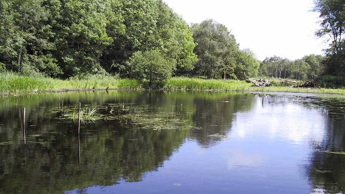 Brown Moss Countryside
