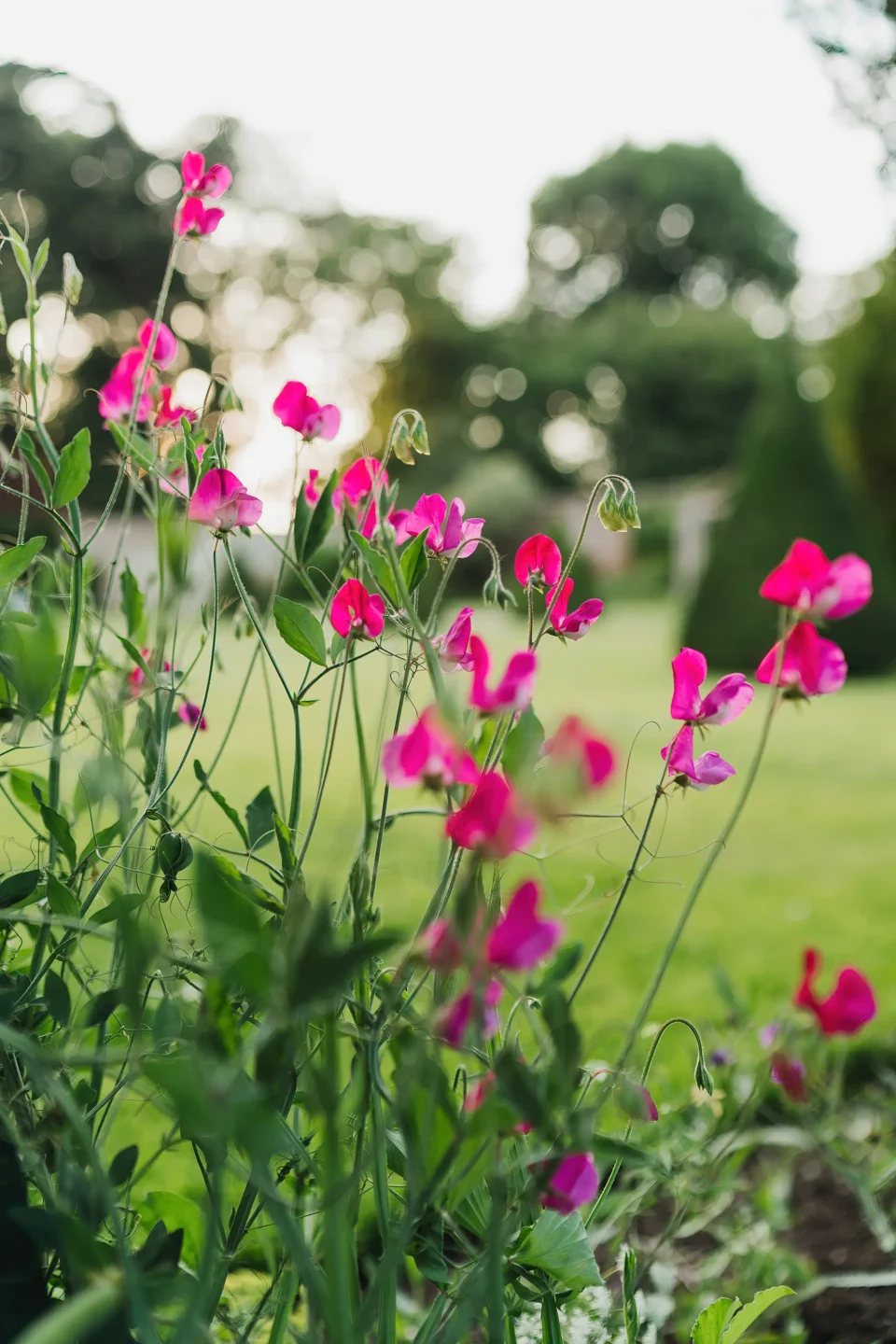 Combermere Abbey gardens landscape flowers