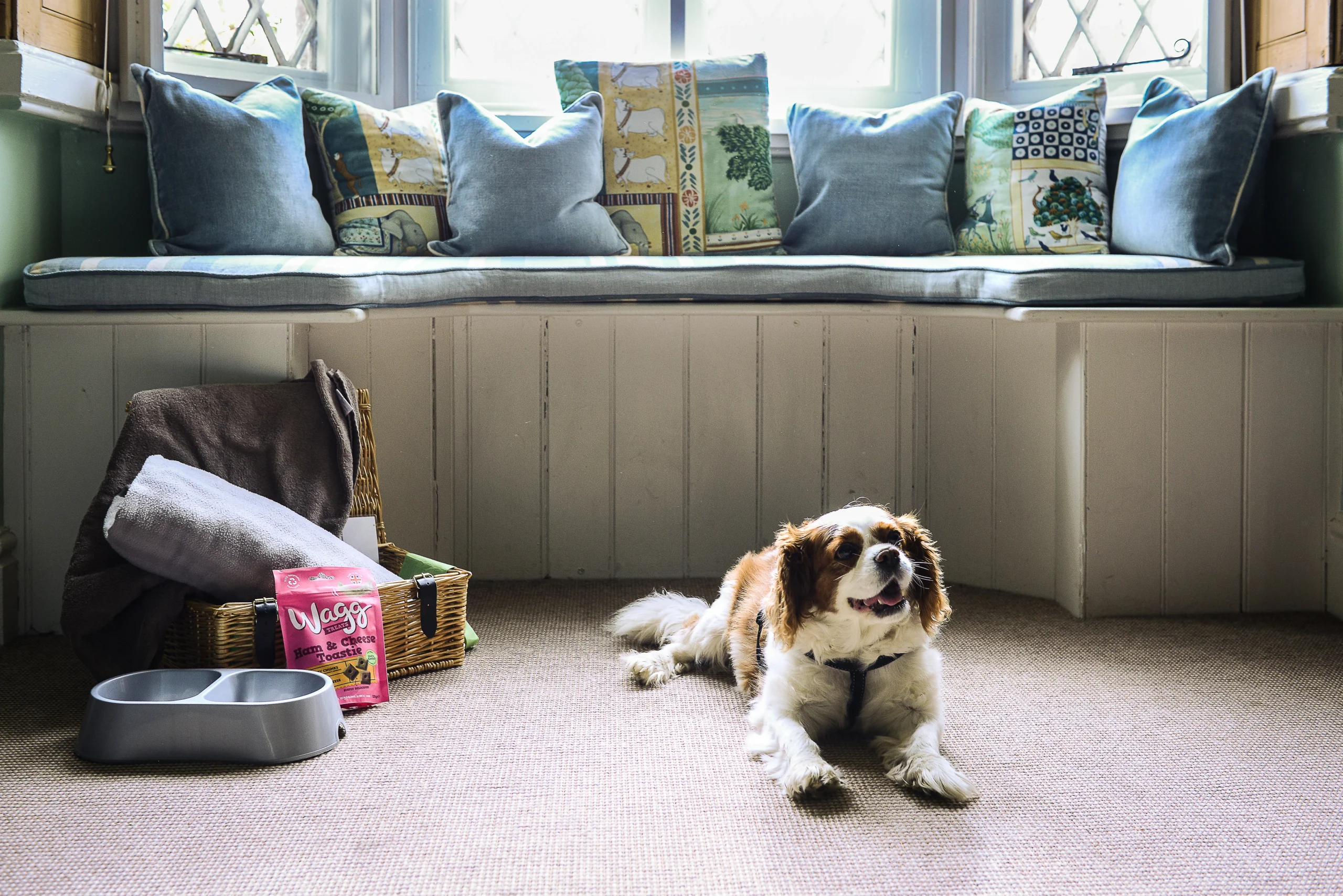 Dog_Friendly_at_Cotton_Cottage