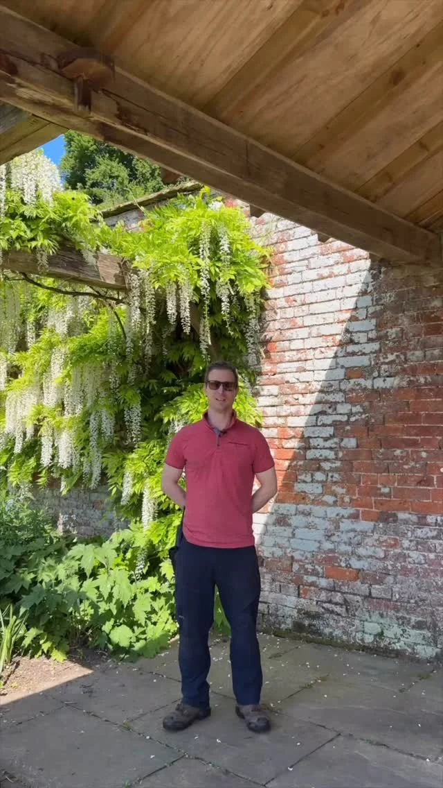 Listen as John takes you behind the scenes at Combermere Abbey, where our gardens are bursting into life. 🌿

Learn the tips and tricks our expert gardening team use to keep the lawns at Combermere Abbey looking green, healthy, and how we keep on top of our weeding.

Would you like to experience the gardens in full bloom in person? After five years, our gardens team is welcoming garden lovers back for a special day at Combermere Abbey. 🌳

Explore 10 acres of beautifully restored walled gardens, our unique fruit tree maze, woodland walks, and lakeside views.

🗓️ Tuesday 17th June | 🕙 10:00am–3:00pm

Enjoy homemade cake and coffee in the Pavilion and chat with our expert gardening team. 🍰

Spaces are limited and booking is essential, this rare opening will fill up fast! Book via the link in our bio.

#CombermereAbbey #GardenTips #LawnCare #GreenLawns #GardeningInspiration #ExpertAdvice #CheshireGardens #SummerReady #GardenGoals #HistoricGardens #UKGardens #OutdoorLiving #EnglishGardens #AbbeyLife #GardenerSecrets
