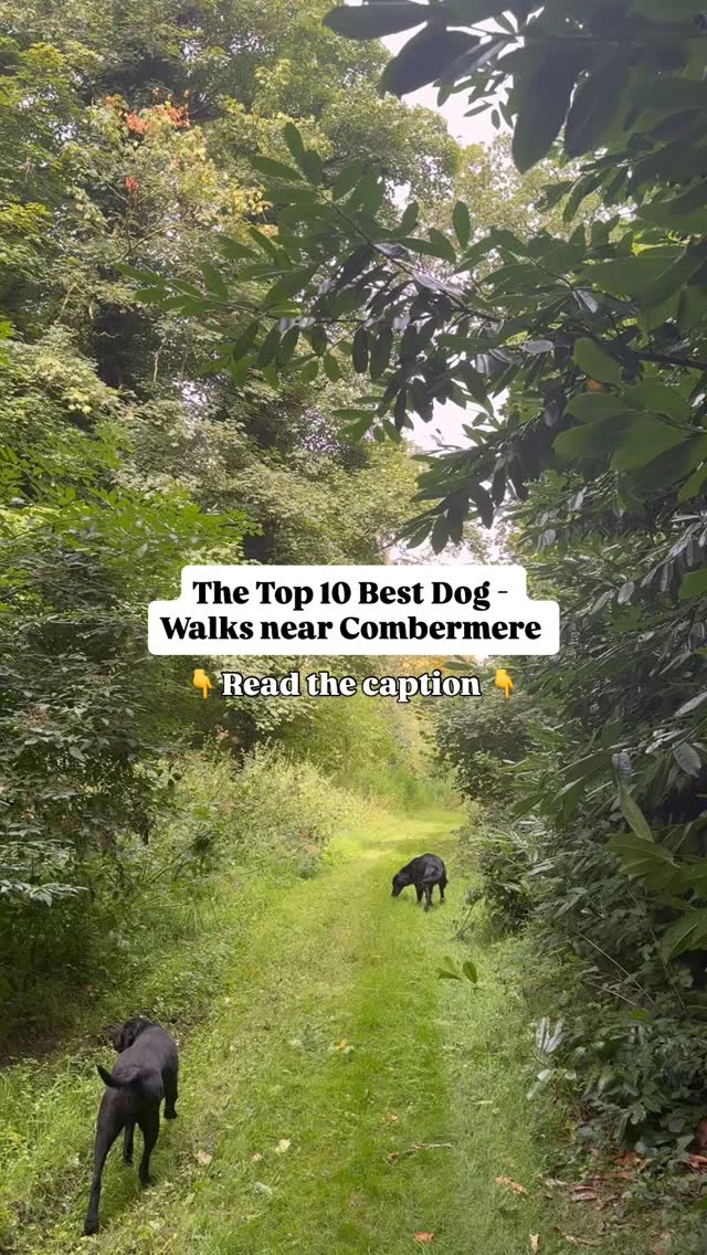 Calling all dog lovers! We have found the best local walks not far from Combermere Abbey. 

You’ll find some of Cheshire’s best dog-friendly trails and beautiful spots all within easy reach of our 1,000-acre estate. 🐕

📍 Sandstone Trail: Tarporley to Burwardsley
📍 Whitegate Way
📍 Chester City Walls
📍 The White Nancy Circular
📍 Delamere Forest
📍 Mow Cop Castle
📍 The Cloud – Congleton
📍 Norton Priory Museum & Garden
📍 River Dee in Eccleston
📍 Anderton Boat Lift

Back at Combermere Abbey, your dog is more than welcome to enjoy two off-lead areas, a comfy Pooch Pack in your cottage, and nearby dog-friendly pubs like @swanatmarbury 

A big thank you to @dogfriendlydestinationsuk for the inspiration and detailed guides. Check out their full blog for even more amazing dog-friendly walks across Cheshire! 🐾

#DogFriendlyTravel #CombermereAbbey #CheshireDogWalks #ExploreCheshire #PetFriendlyGetaway #CheshireAdventures #NatureLovers #TravelWithDogs #DogFriendlyCottages #HistoricWalks #CountryLife #Shropshire #Whitchurch