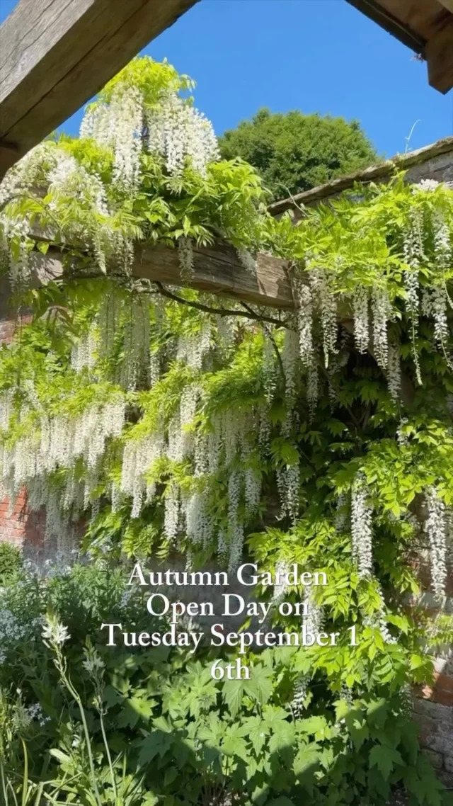 Back by popular demand… our next Garden Open Day is just around the corner! 🍂

After such a fantastic response from all the wonderful visitors over the summer, we’ve decided to add another date to give even more people the chance to see Combermere Abbey’s gardens in all their autumn glory. 💚

Join us on Tuesday 16th September, 10am–3pm, for a rare opportunity to explore the 10 acres of private gardens, woodland and Pleasure Garden  bursting with autumn colour as the season changes.

There will be a plant stall, refreshments, toilets and free parking.

Tickets sell fast, so don’t miss your chance to experience the peaceful beauty of Combermere in September. Book via our website.

We can’t wait to welcome you!

#CombermereAbbey #GardenOpenDay #CheshireGardens #AutumnInCheshire #FruitTreeMaze #WalledGarden #HistoricHomesUK #GardenLovers #SeptemberInBloom #CombermereGardens #CheshireEvents #ExploreShropshire #ShropshireDaysOut #ShropshireWalks