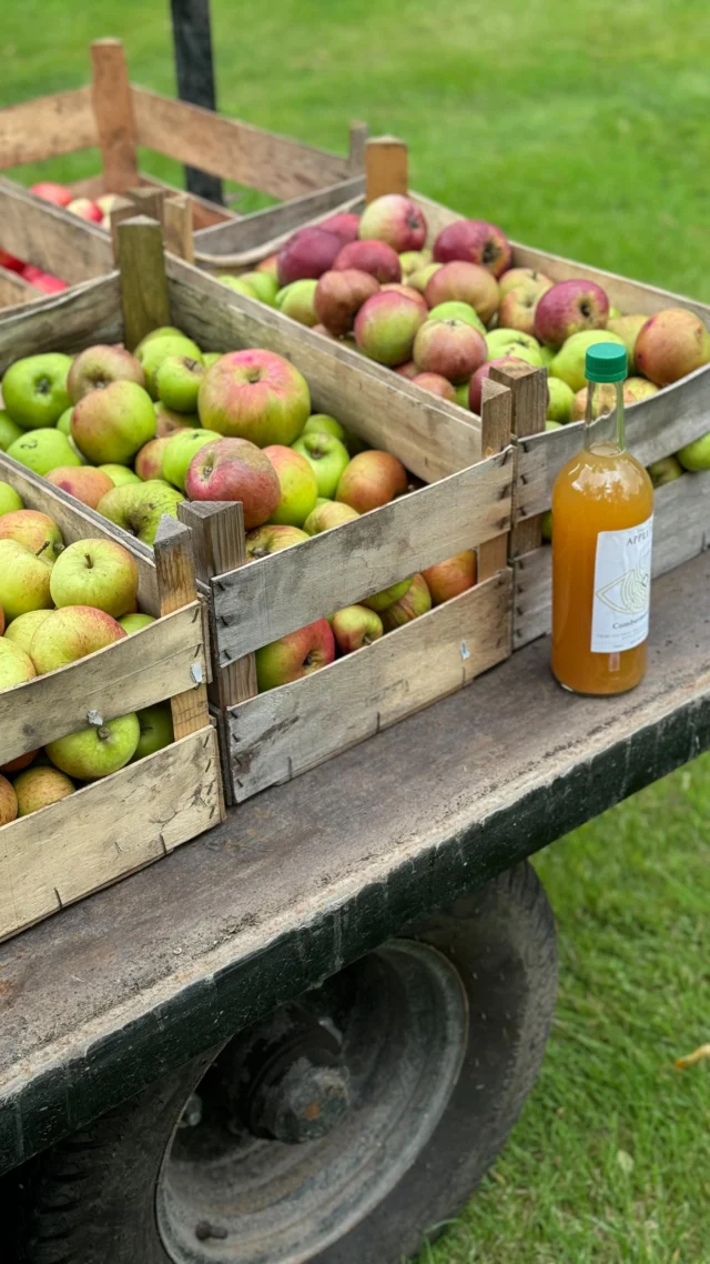 To celebrate National Apple Day, join Gardener, Ben, in the latest from our Gardener’s View series, as he takes you through the full journey of our apple pressing process, starting in the world’s only fruit tree maze, located here at Combermere.

Each apple is hand-picked with care from the trees that have flourished in our Walled Garden for generations. The fruit is then pressed in Woore, before being bottled and labelled with care.

The finished juice finds its way into our breakfast hampers, offering guests a true taste of Combermere. You can also purchase our exclusive Apple and Apple & Pear Juice onsite across our cottages and North Wing.