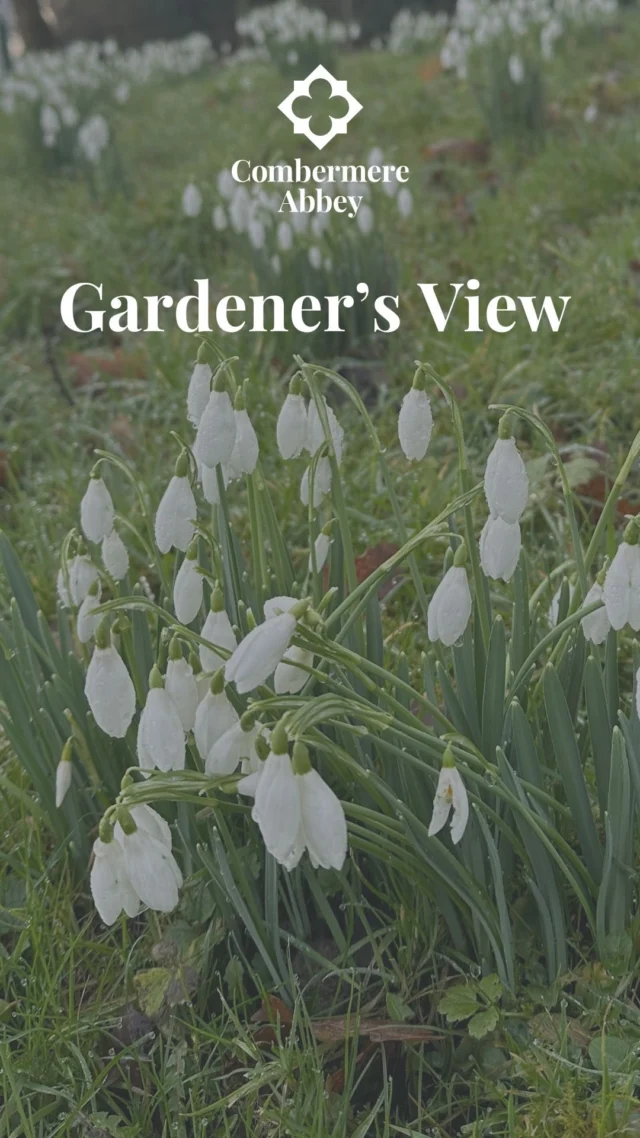 In this month’s Gardener’s View, Head Gardener John takes us behind the scenes in the Pleasure Garden, where the snowdrops are just beginning to flower.

While there are more than 2,500 varieties of snowdrops worldwide, here at Combermere Abbey you’ll see the familiar common snowdrop, quietly naturalising across the gardens and woodland.

Looking ahead, bluebells are just starting to emerge and will come into their own during April and May. Experience this magical display for yourself during our Bluebell Walk, taking place on Sunday 3rd May, when carpets of native English bluebells can be enjoyed in their natural setting.

Limited tickets available, book yours via the link in bio.