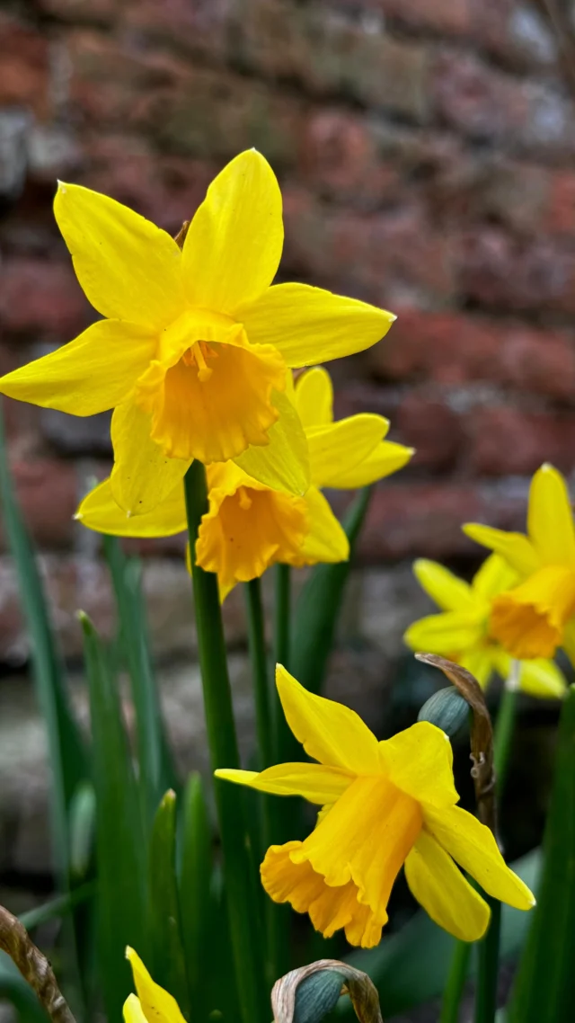 At Combermere Abbey, each season brings with it a quiet transformation, and spring is perhaps our most enchanting chapter.

Across the estate, the gardens and borders awaken with bursts of colour and delicate detail. Blossom drifts through the air, bluebells gather beneath ancient trees, and the woodland begins to hum with new life.

Our Bluebell Walk on Sunday 3rd May and Garden Open Day on Thursday 11th June offer a rare invitation to wander the estate at its most enchanting, and to experience the beauty of the season as it unfolds.

Book your tickets now via the link in bio/below and discover Combermere Abbey in bloom: https://combermereabbey.co.uk/abbey-estate-tours/