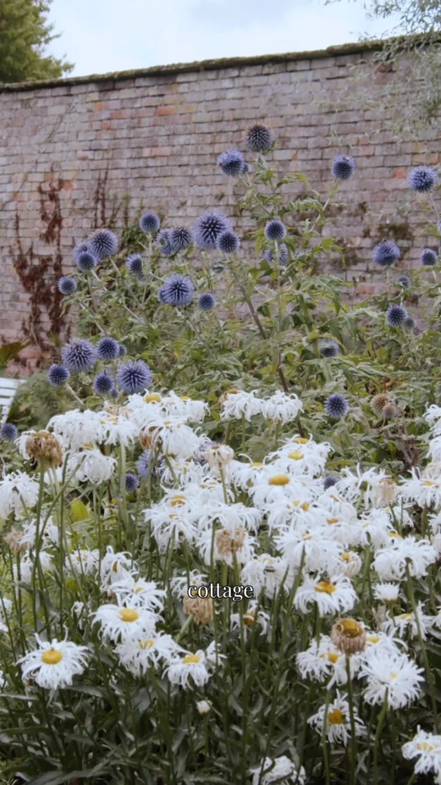 As part of the restoration of Combermere Abbey, the Geometric Garden was the very first of our three walled gardens to be created. Designed as a series of elegant ‘garden rooms’, it was envisioned as a peaceful amenity garden for those staying on the estate.

A place to slow down, wander and reconnect with nature.

The original planting scheme, created by Peter Beckett, centred around calming tones of blues, silvers and whites, chosen to create a space that feels both tranquil and welcoming throughout the seasons.

Inspired to explore it for yourself?

Our Garden Open Day returns on Wednesday 23rd September, offering a rare opportunity to discover the Walled Gardens, wander through the world’s only fruit tree maze, and enjoy the beautiful late-summer planting at one of Cheshire’s most treasured estates.

Visit the link in bio/below to book:
https://combermereabbey.co.uk/abbey-estate-tours/garden-open-days/?