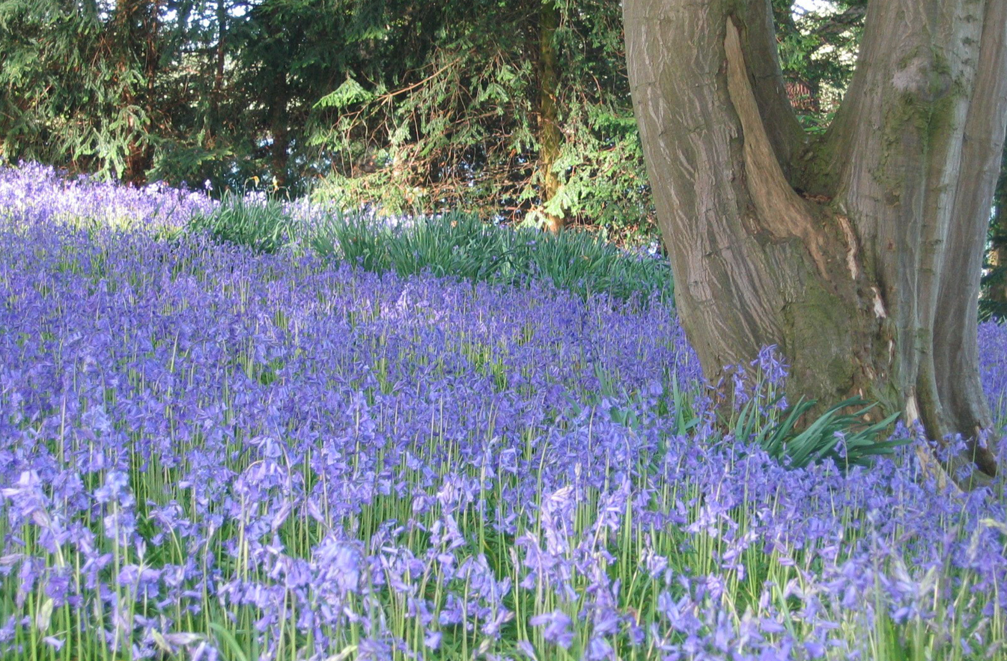 Pretty bluebell field in the grounds of Combermere Abbey in Shropshire and Cheshire