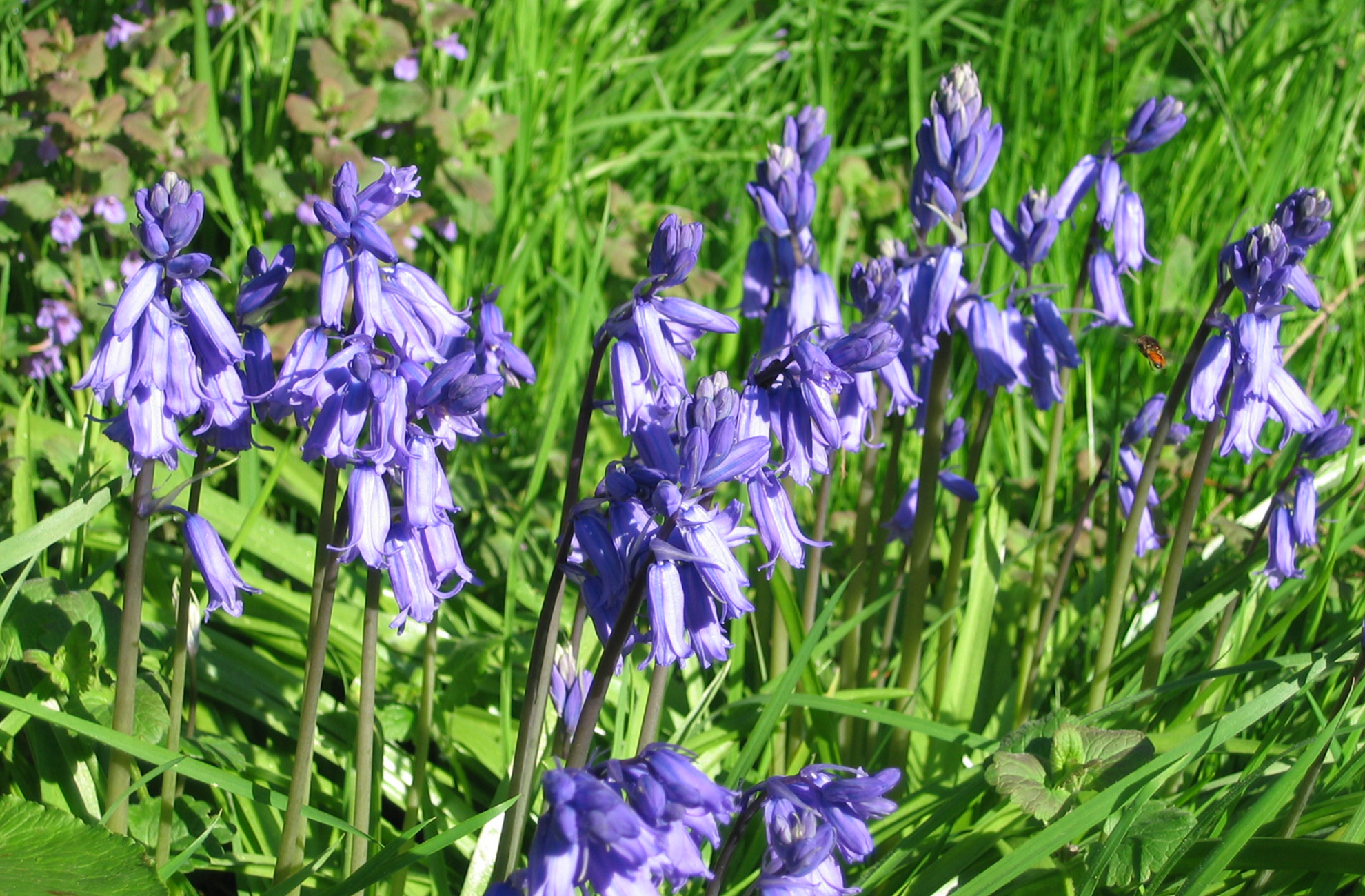 Bluebells flower in the grounds of Combermere Abbey in the Spring