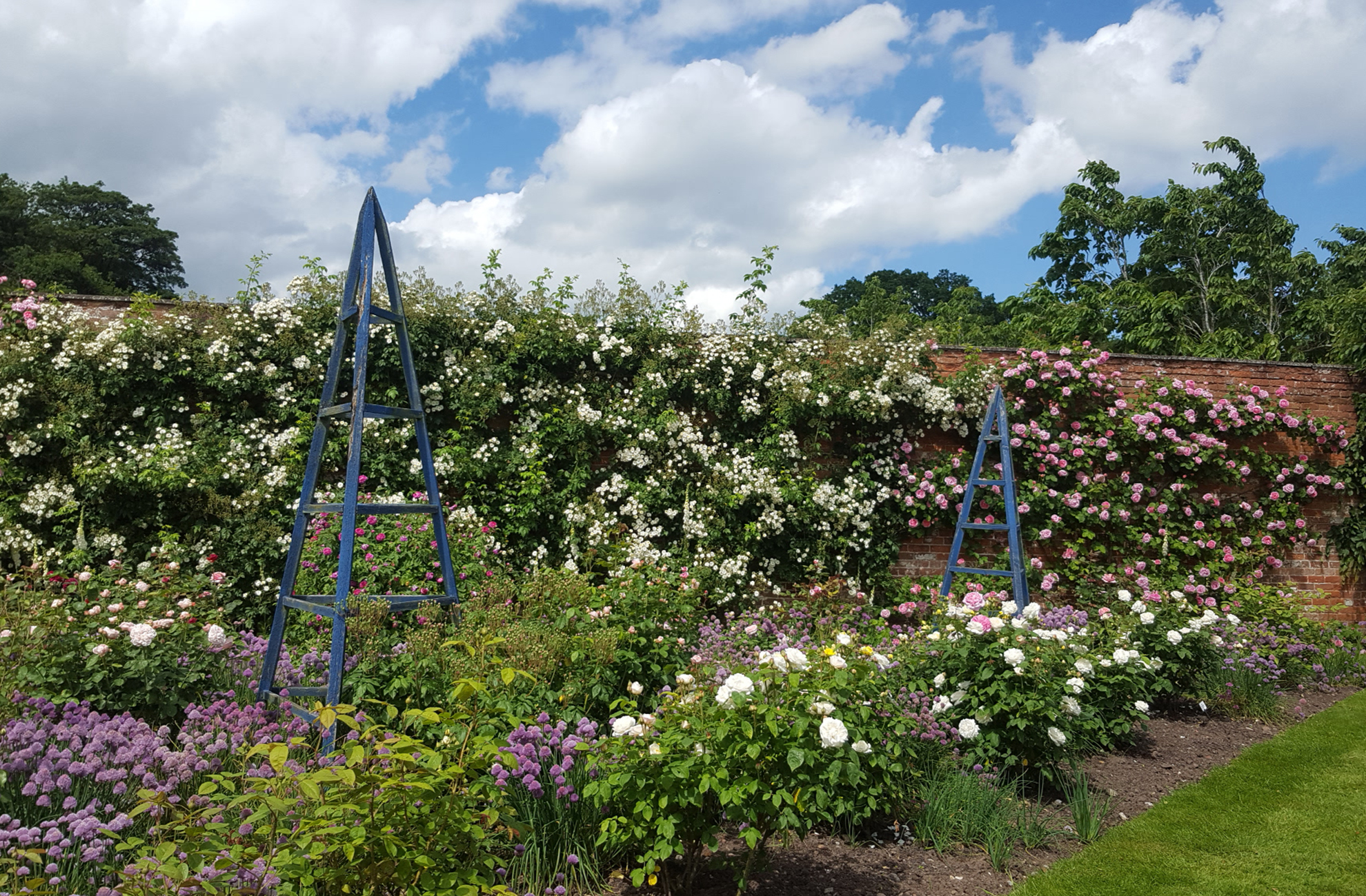 Roses in the Walled Gardens of Combermere Abbey – accommodation and wedding venue in Cheshire