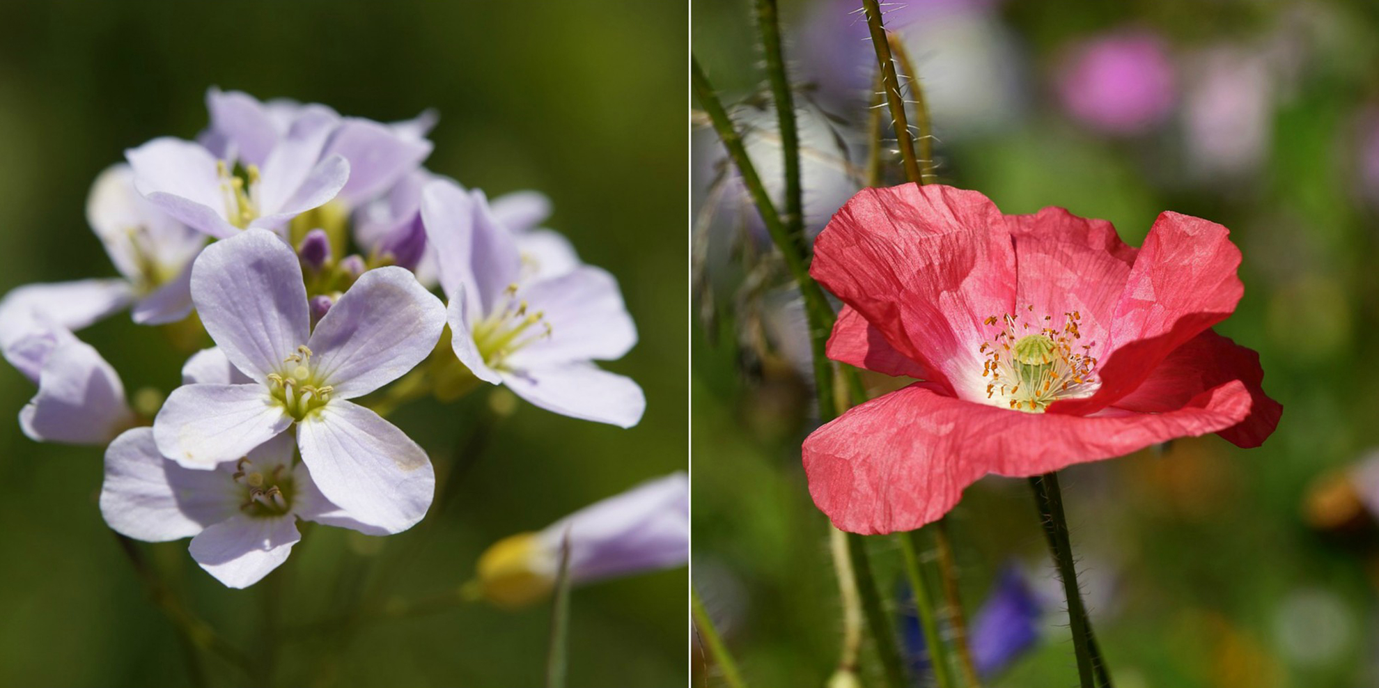 Close ups for wildflowers at Combermere Abbey – Cheshire wedding venues
