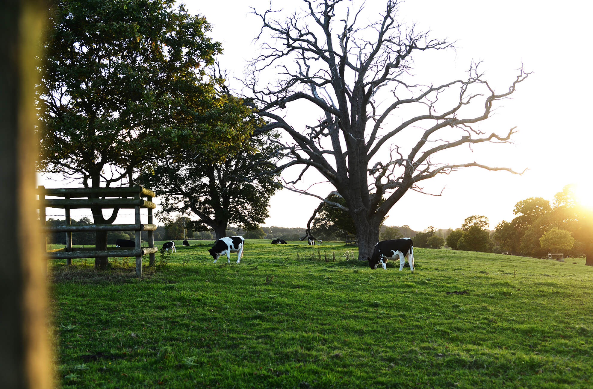 Cows bask in the summer sun in the stunning English countryside that surrounds Combermere Abbey