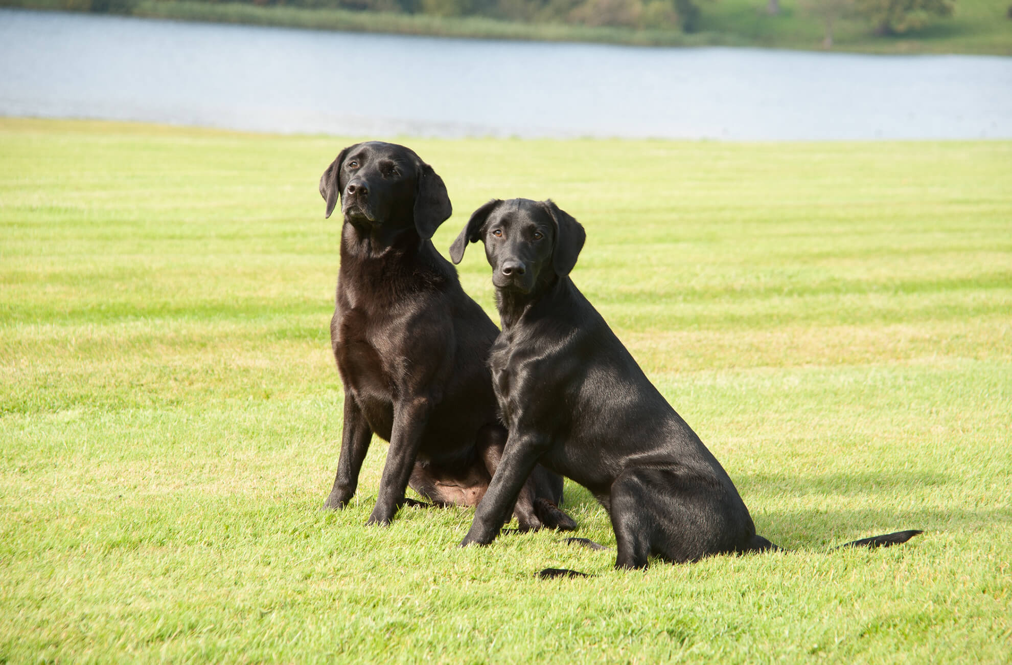 Two black Labradors sit by the lake at Combermere Abbey wedding venue in Cheshire