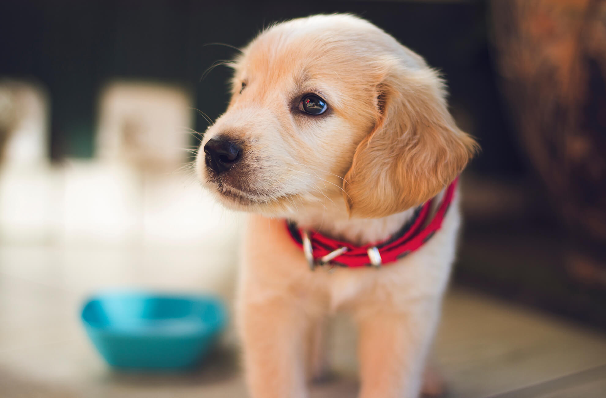 A cute golden labrador puppy