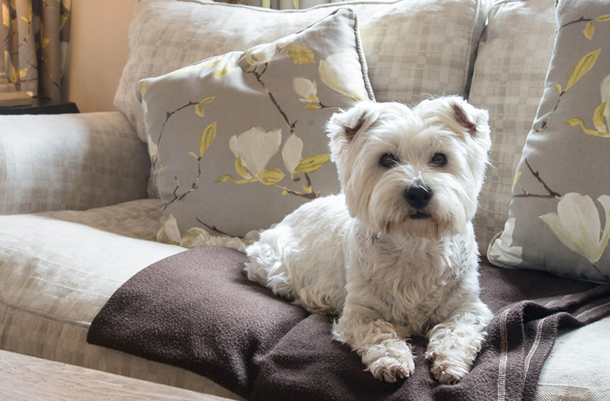 A cute white westie sits on a sofa in one of the cottages on site at Combermere