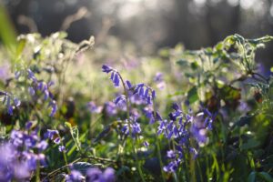 Bluebell Walks at Combermere Abbey